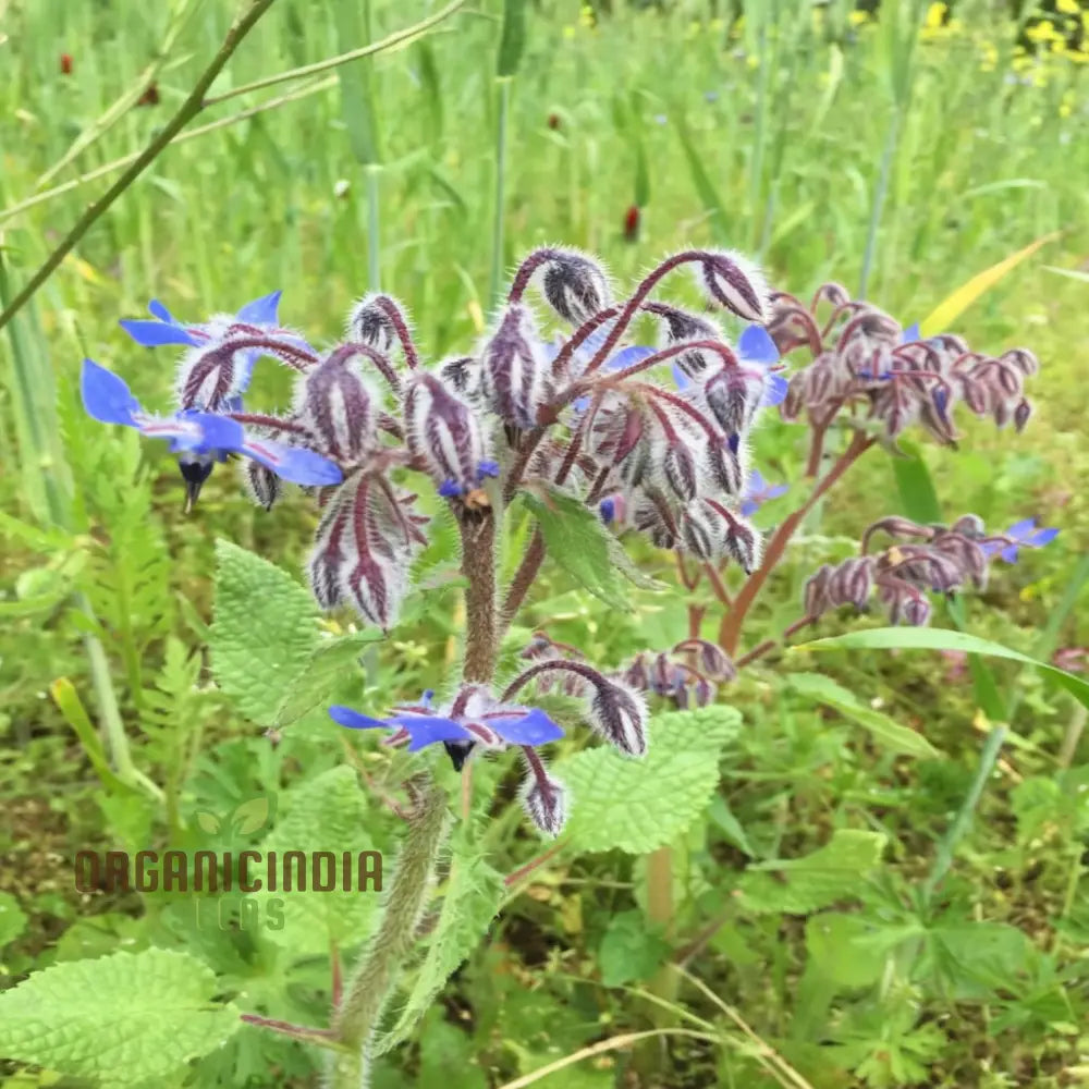 Borage Herb Seeds Cultivate Your Herbal Garden With Premium Quality