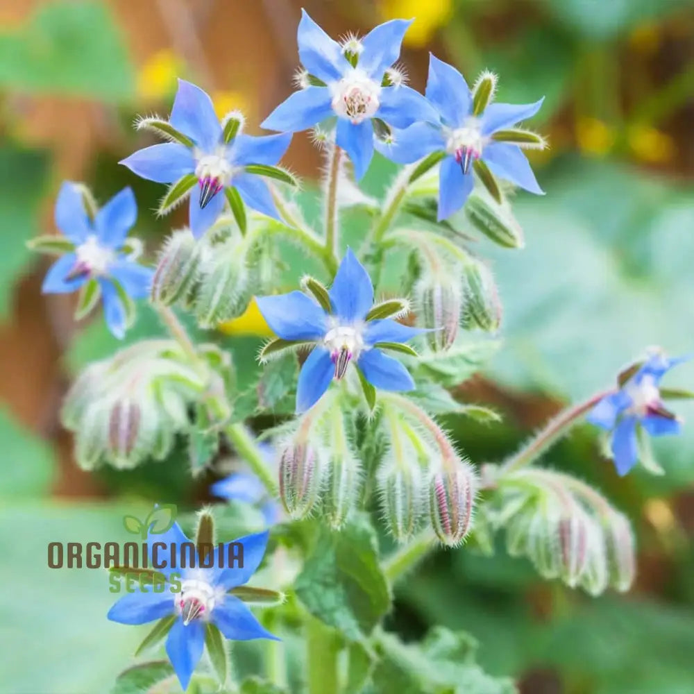 Borage Herb Seeds Cultivate Your Herbal Garden With Premium Quality