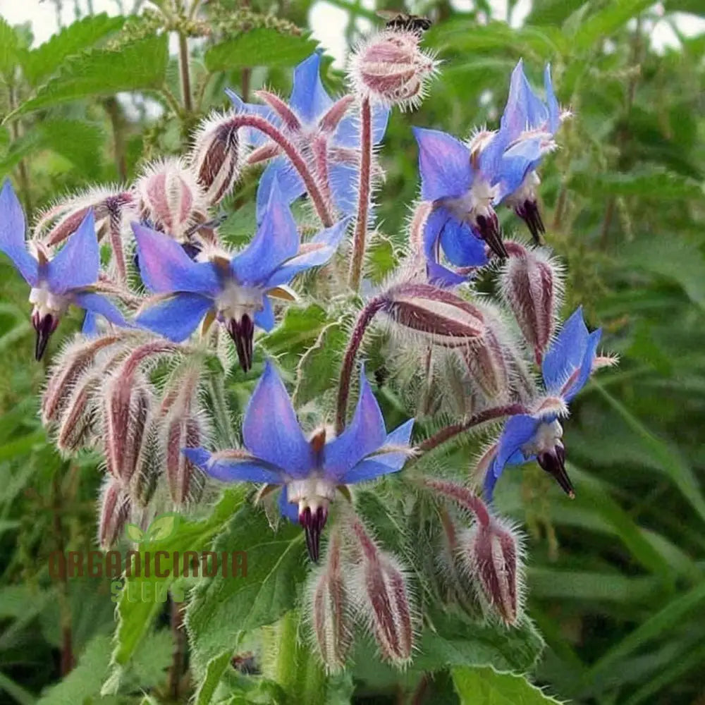 Borage Herb Seeds Cultivate Your Herbal Garden With Premium Quality