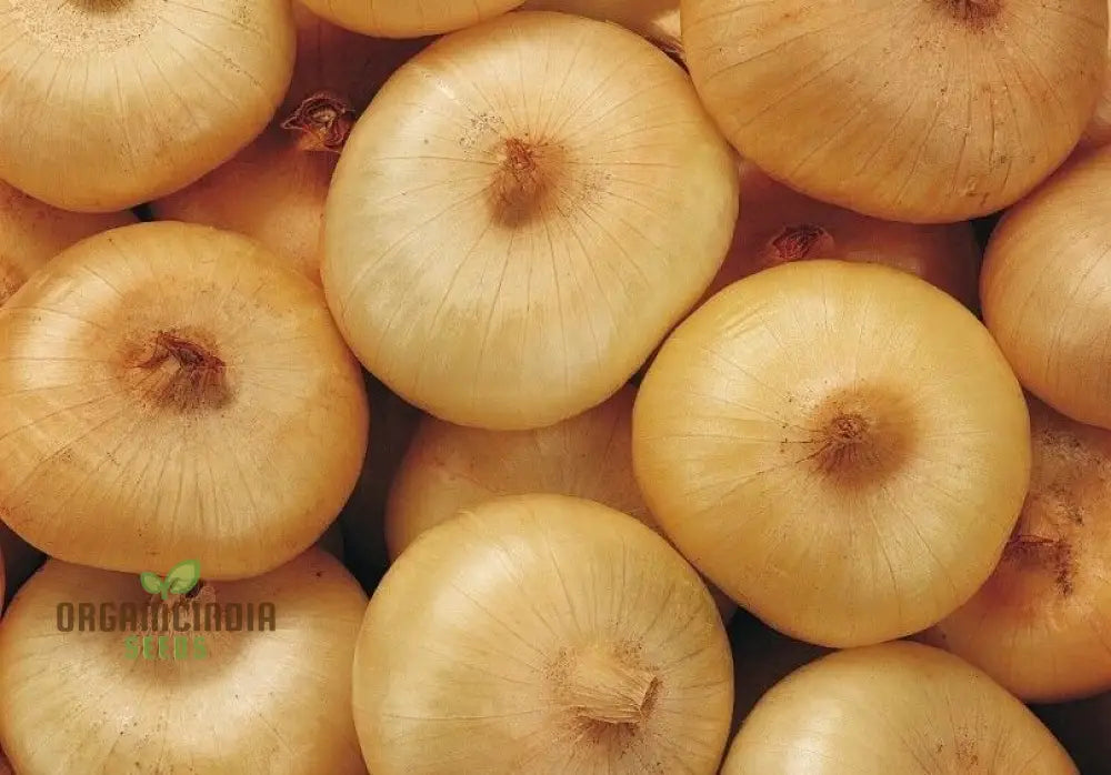 Boretana Onion Seeds For Your Bountiful Garden | Gardening Essentials