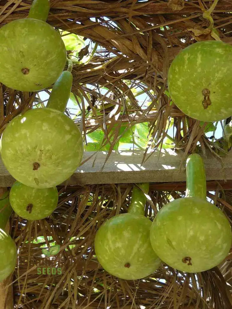 Bottle Gourd Desi-Spinning Top (Lattu) Shape Seeds - Planting Guide Included Rare And Unique