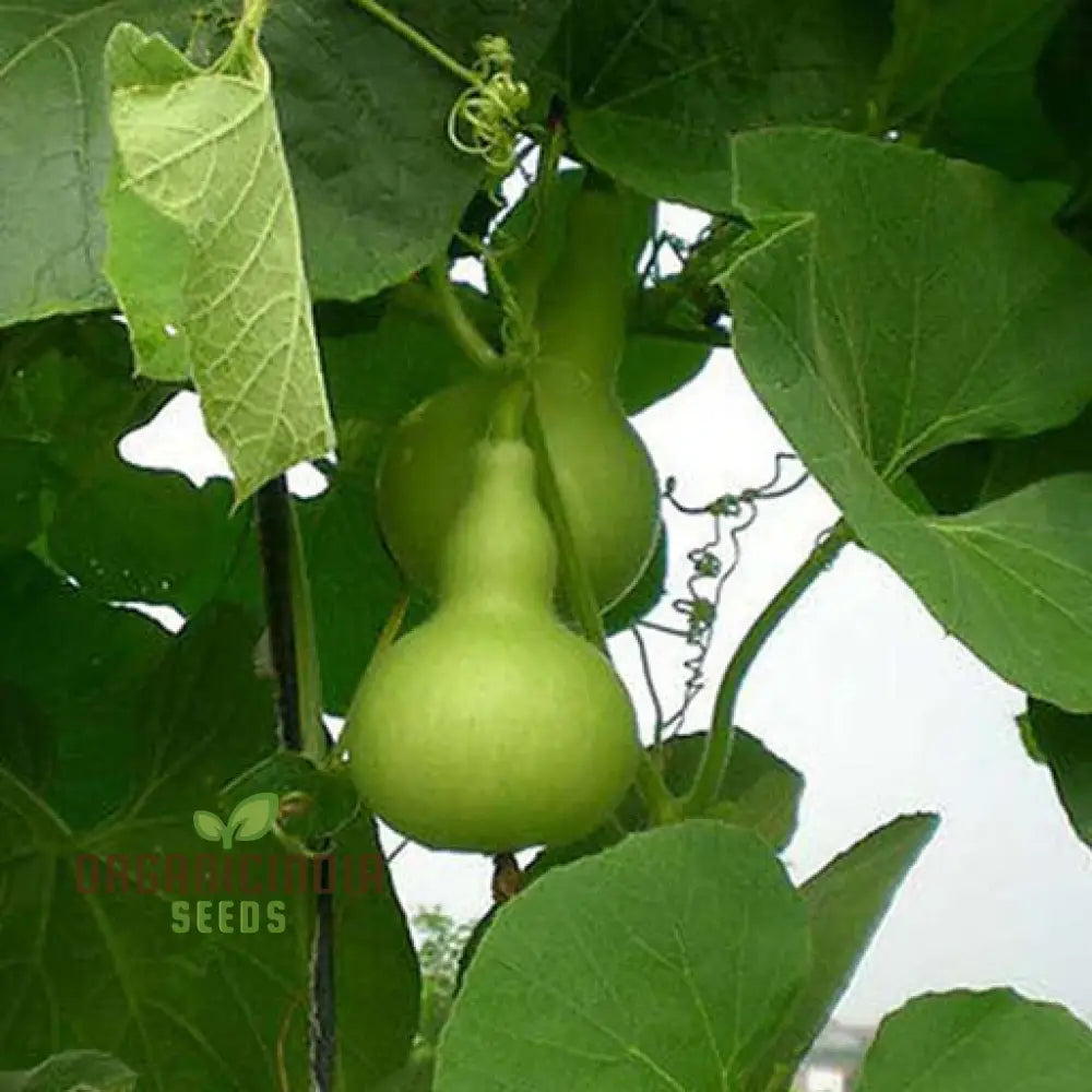 Bottle Gourd Desi-Spinning Top (Lattu) Shape Seeds - Planting Guide Included Rare And Unique