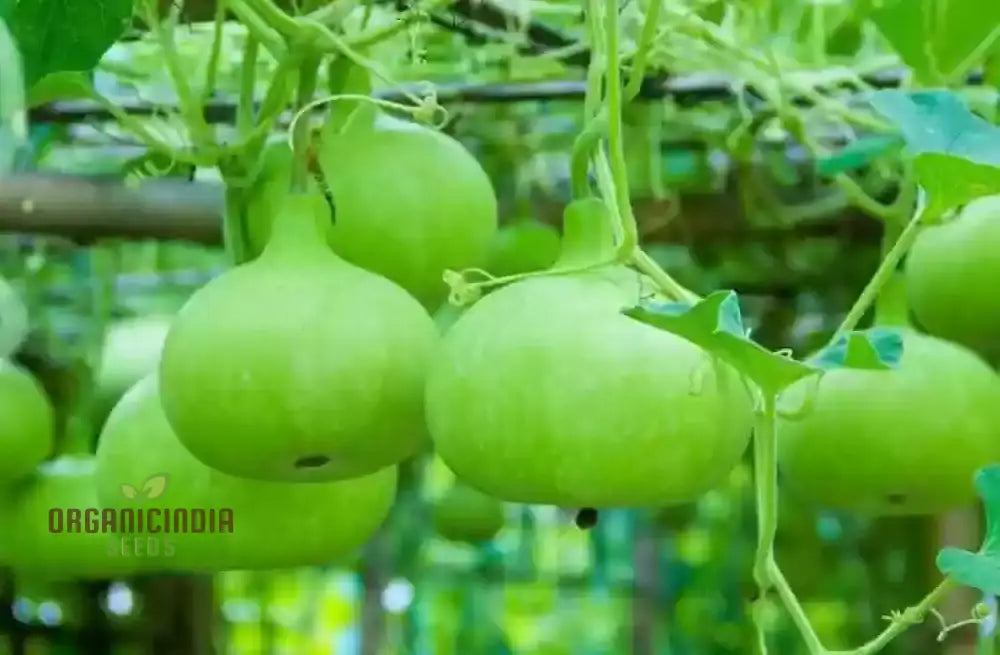 Bottle Gourd Desi-Spinning Top (Lattu) Shape Seeds - Planting Guide Included Rare And Unique