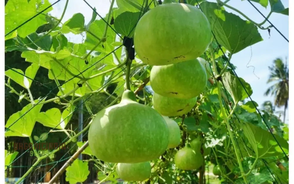 Bottle Gourd Desi-Spinning Top (Lattu) Shape Seeds - Planting Guide Included Rare And Unique