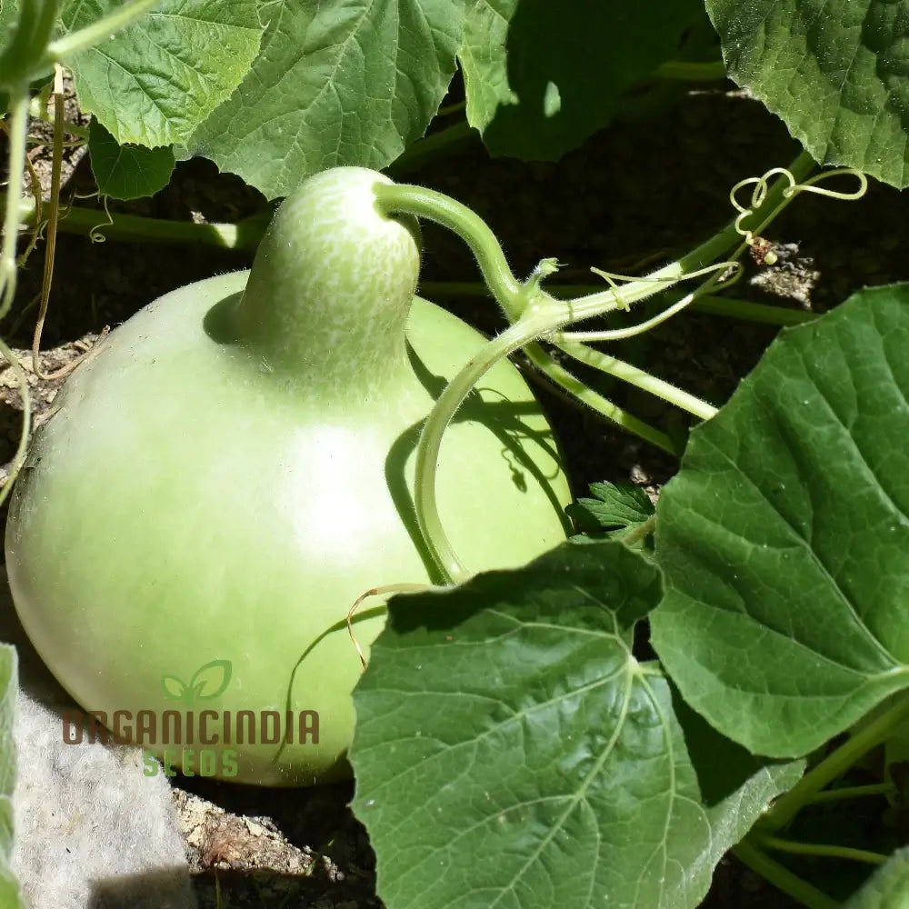 Bottle Gourd - Kobu Seeds For Planting And Gardening | Buy Quality Online