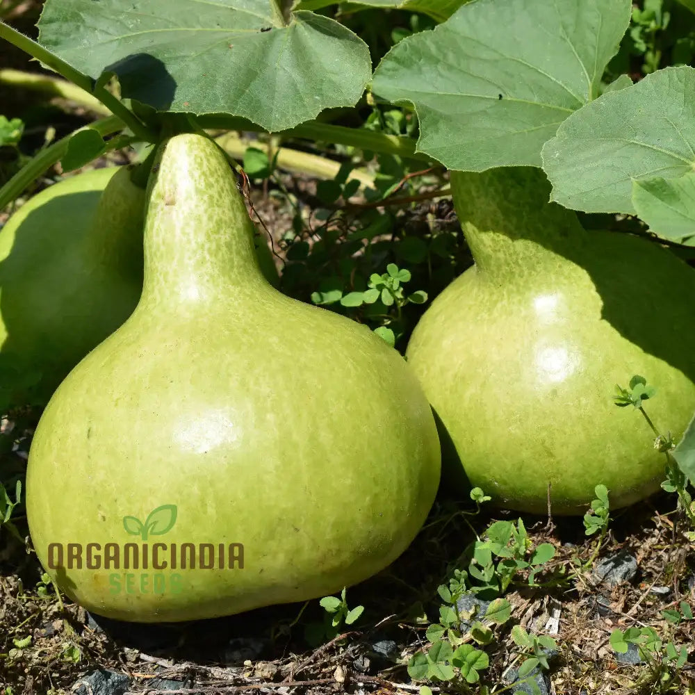 Bottle Gourd - Kobu Seeds For Planting And Gardening | Buy Quality Online