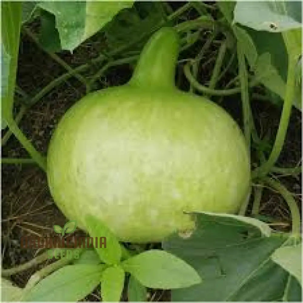 Bottle Gourd - Kobu Seeds For Planting And Gardening | Buy Quality Online