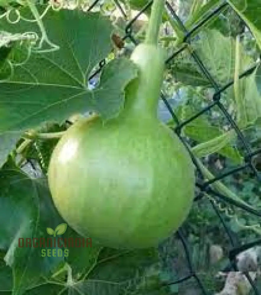 Bottle Gourd - Kobu Seeds For Planting And Gardening | Buy Quality Online