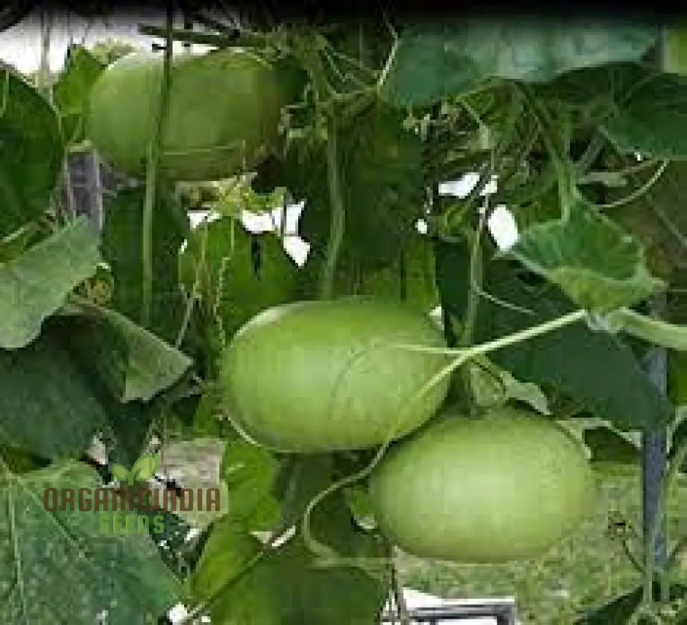 Bottle Gourd Round Seeds - Premium Quality For Planting And Gardening