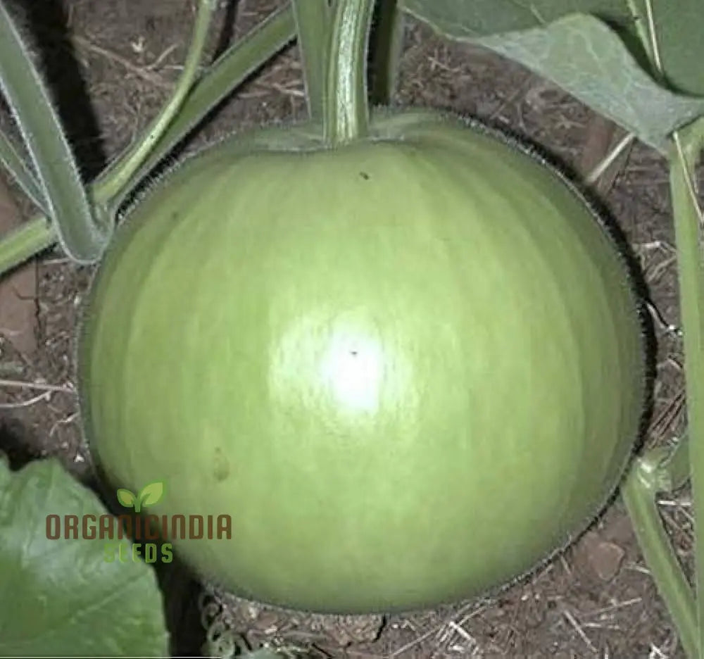 Bottle Gourd Round Seeds - Premium Quality For Planting And Gardening