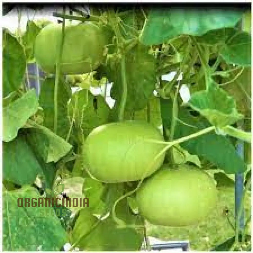 Bottle Gourd Round Seeds - Premium Quality For Planting And Gardening