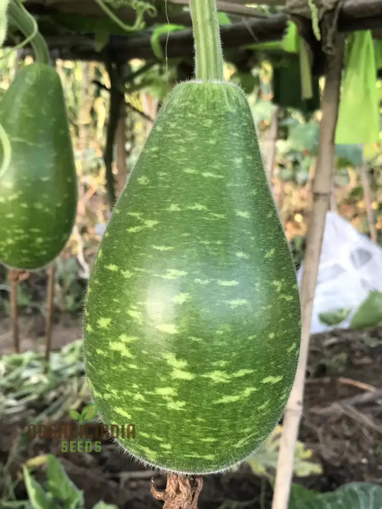 Bottle Gourd Speckled Long Green White Seeds - Planting Guide Included Rare Varietal For Your Garden