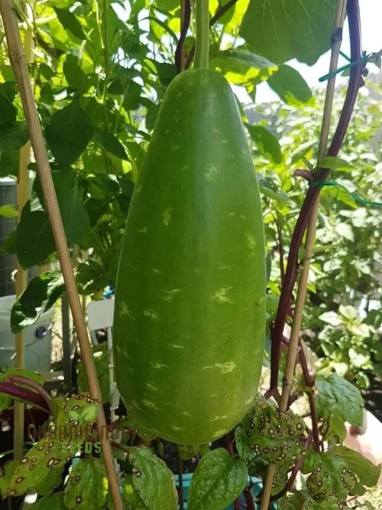 Bottle Gourd Speckled Long Green White Seeds - Planting Guide Included Rare Varietal For Your Garden