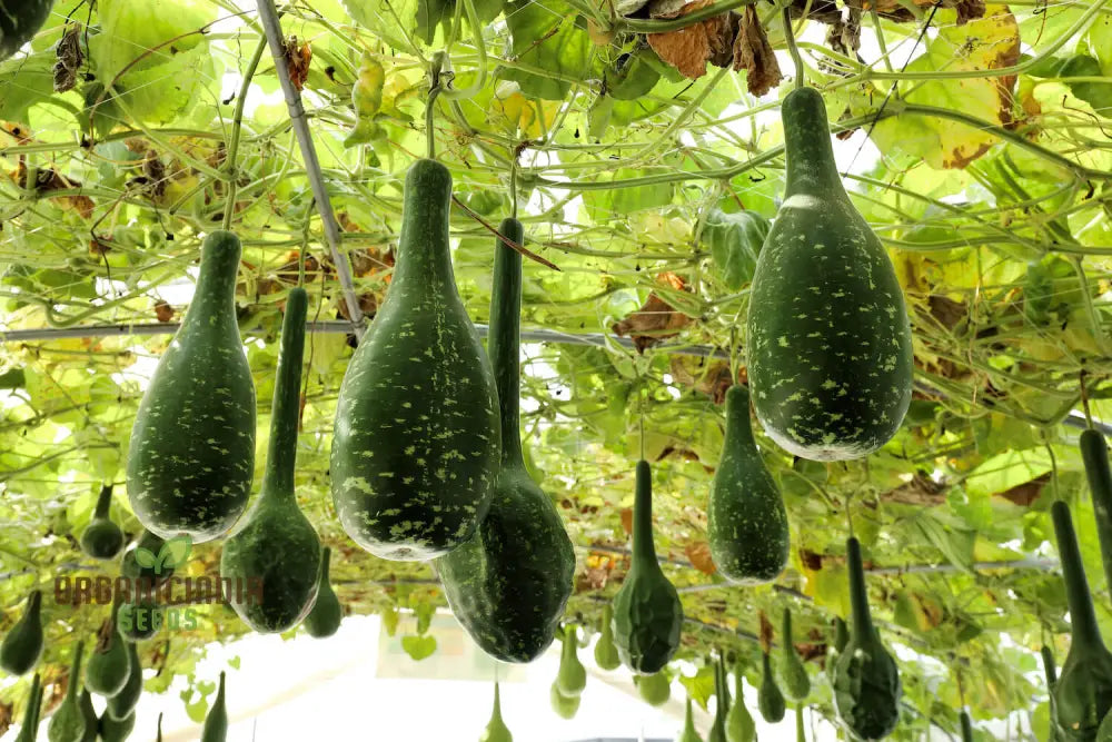 Bottle Gourd Speckled Long Green White Seeds - Planting Guide Included Rare Varietal For Your Garden