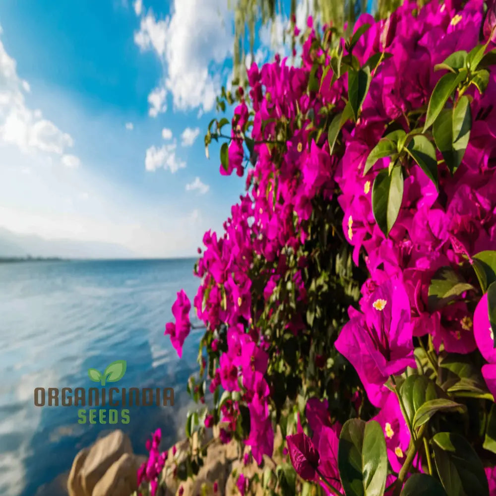 Bougainvillea Flower Seeds Planting Red Annuals