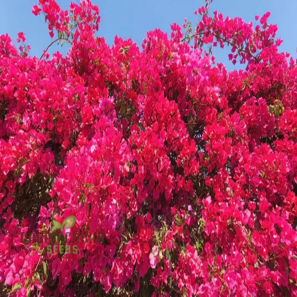 Bougainvillea Flower Seeds Planting Red Annuals