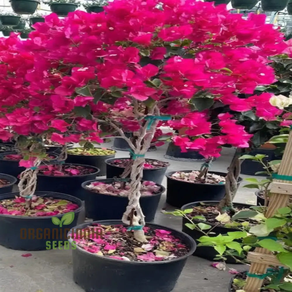 Bougainvillea Flower Seeds Planting Red Annuals