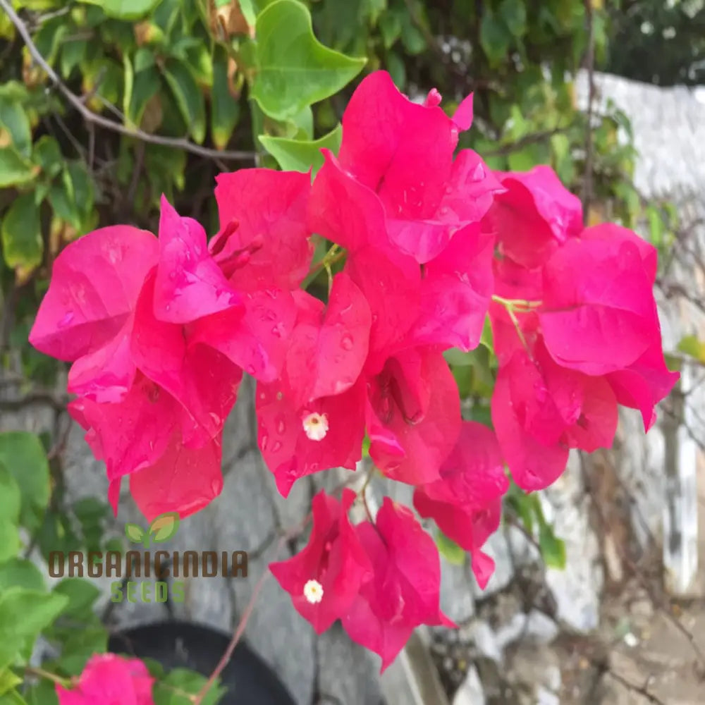 Bougainvillea Flower Seeds Planting Red Annuals