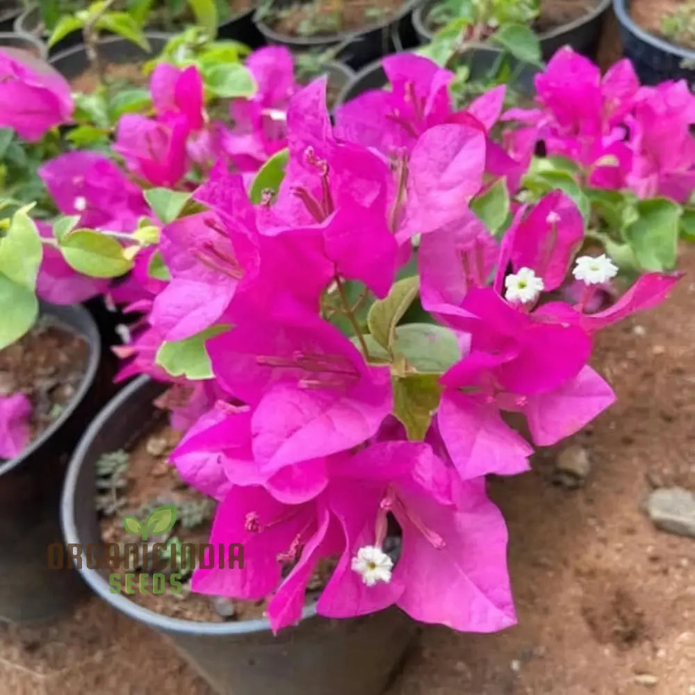 Bougainvillea Flower Seeds Planting Red Annuals