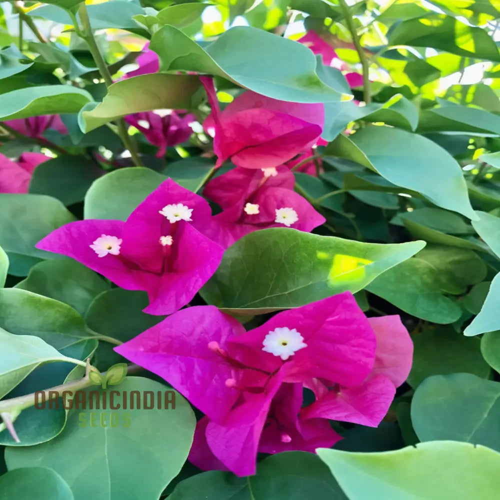 Bougainvillea Flower Seeds Planting Red Annuals