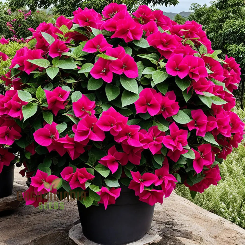 Bougainvillea Mixed Flower Seeds Maroon Premium Colorful Garden Blooms Climbers