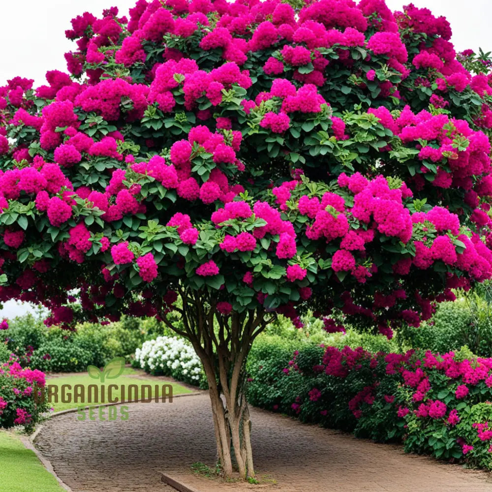 Bougainvillea Mixed Flower Seeds Maroon Premium Colorful Garden Blooms Climbers