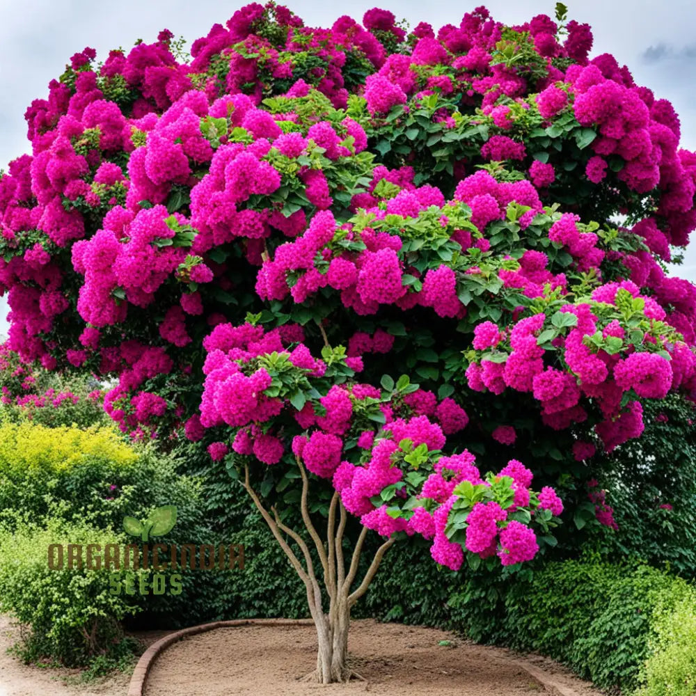 Bougainvillea Mixed Flower Seeds Maroon Premium Colorful Garden Blooms Climbers