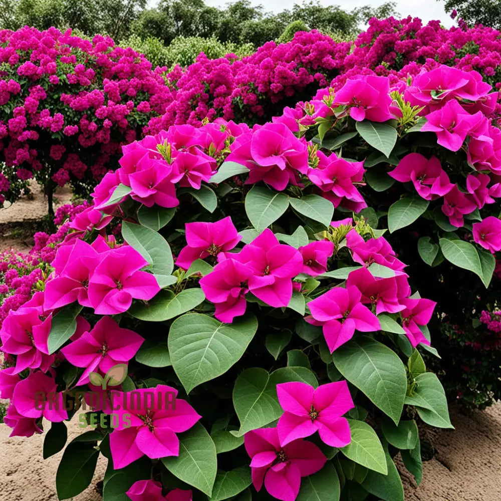 Bougainvillea Mixed Flower Seeds Maroon Premium Colorful Garden Blooms Climbers