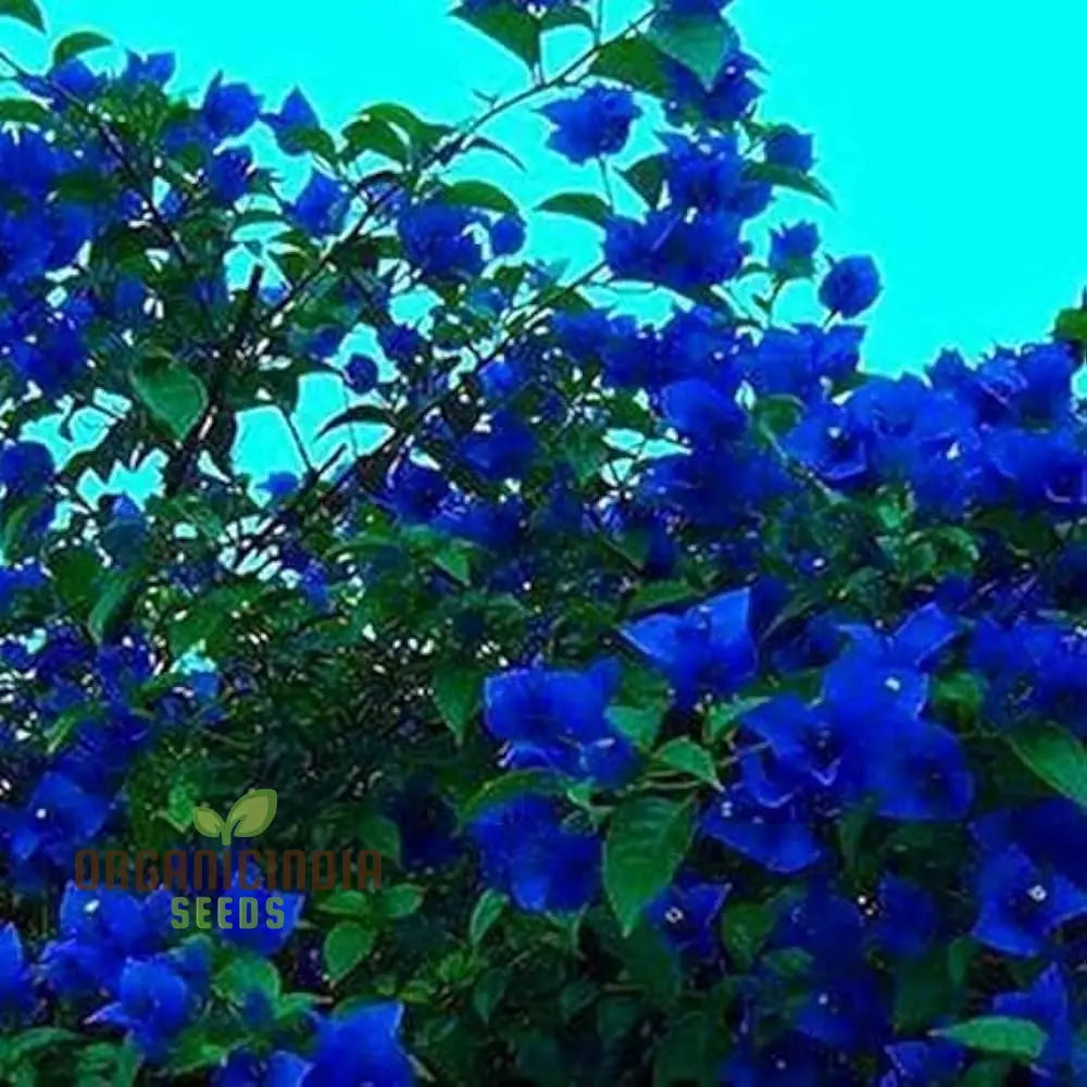 Bougainvillea Spectabilis Flower Seeds For Planting - 100 Pcs Seeds