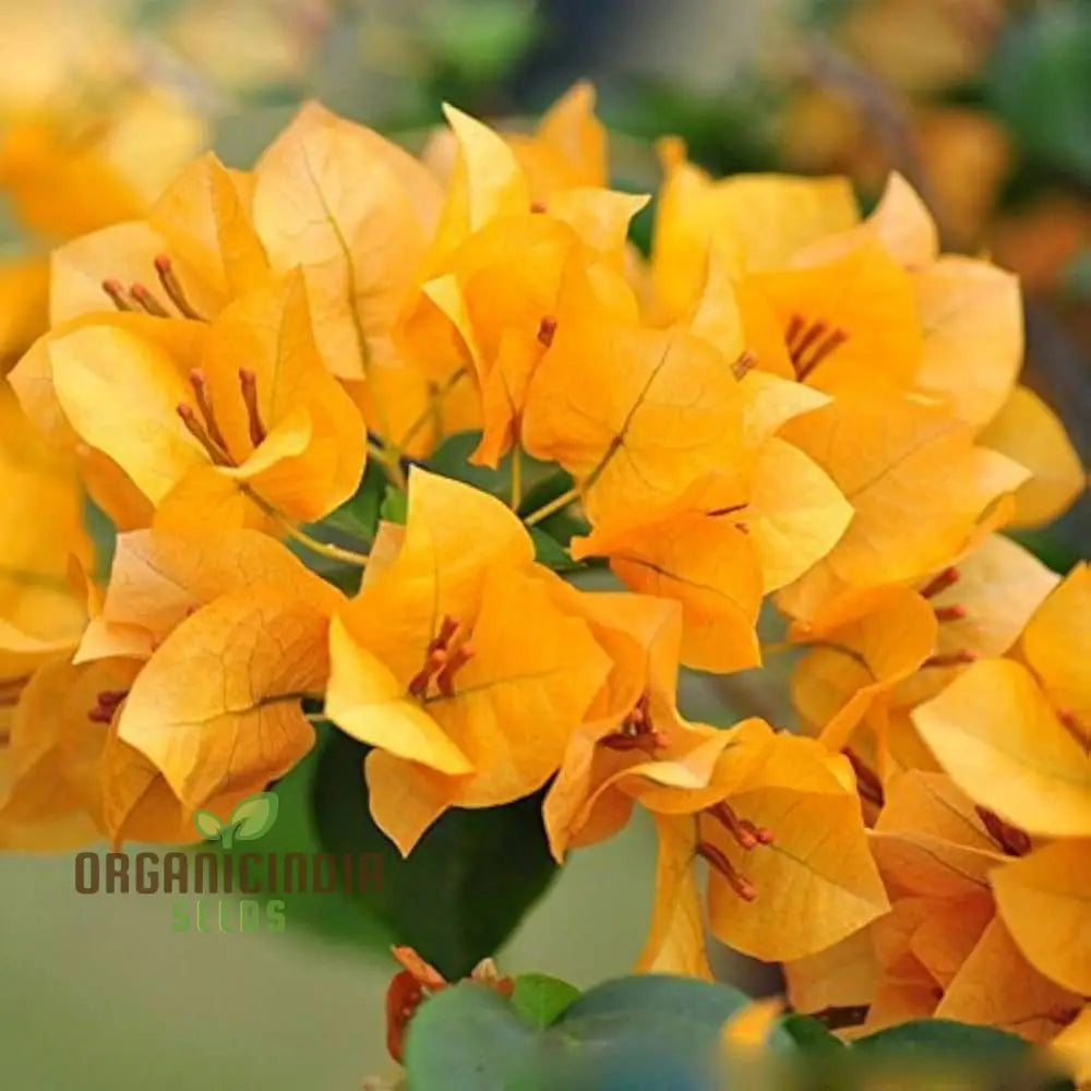 Bougainvillea Spectabilis Flower Seeds For Planting - 100 Pcs Seeds