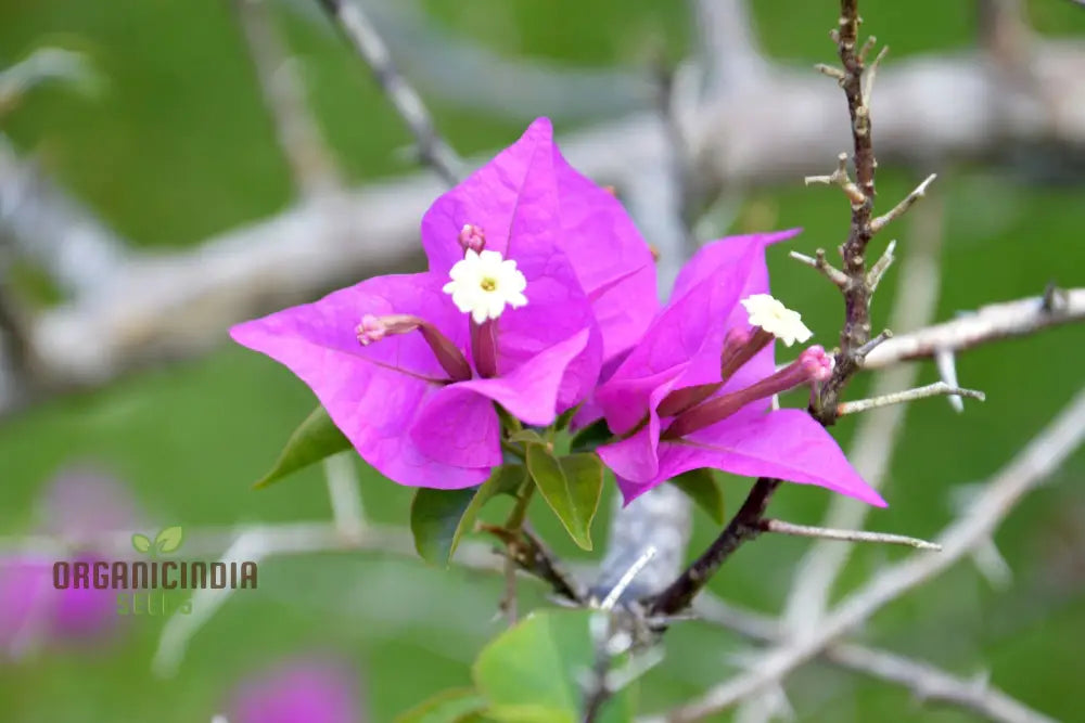 Bougainvillea Spectabilis Flower Seeds For Planting - 100 Pcs Seeds