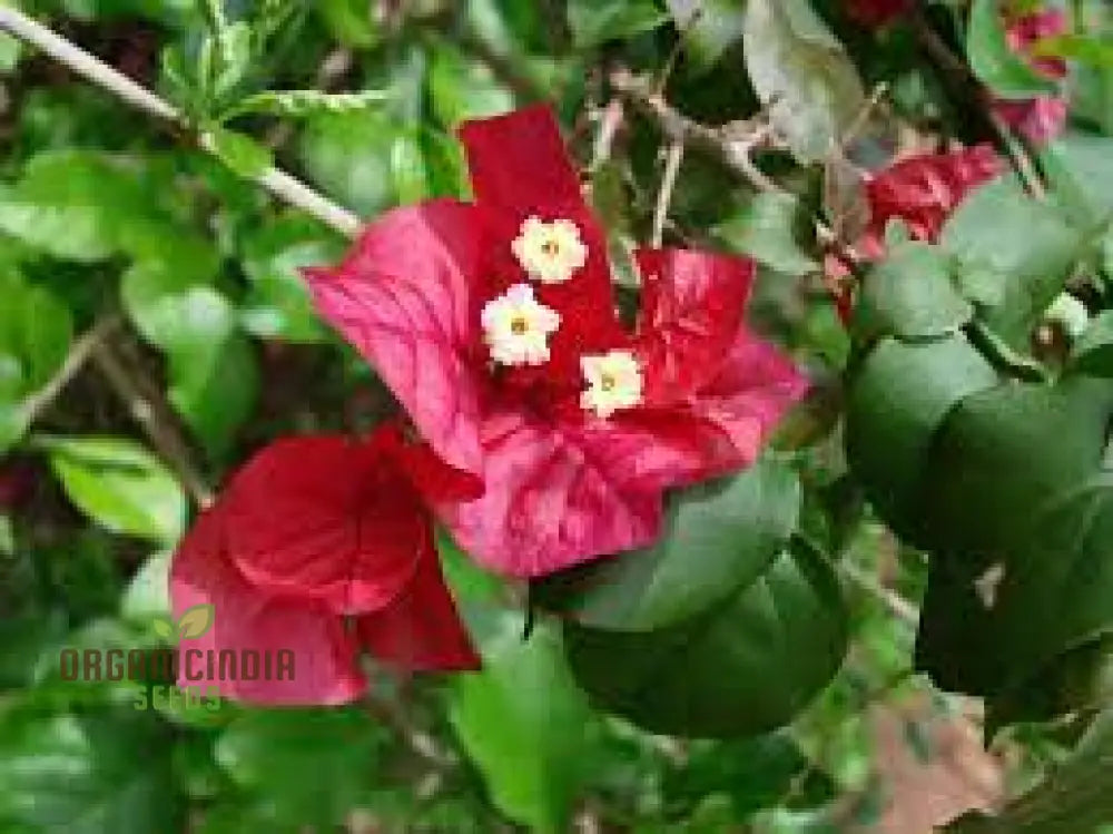 Bougainvillea Spectabilis Flower Seeds For Planting - 100 Pcs Seeds