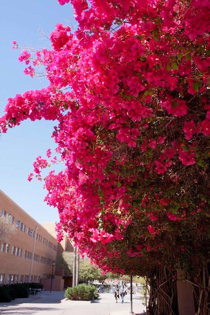 Frische Bougainvillea-Blumensamen zum Einpflanzen – leuchtend rosa Blüten