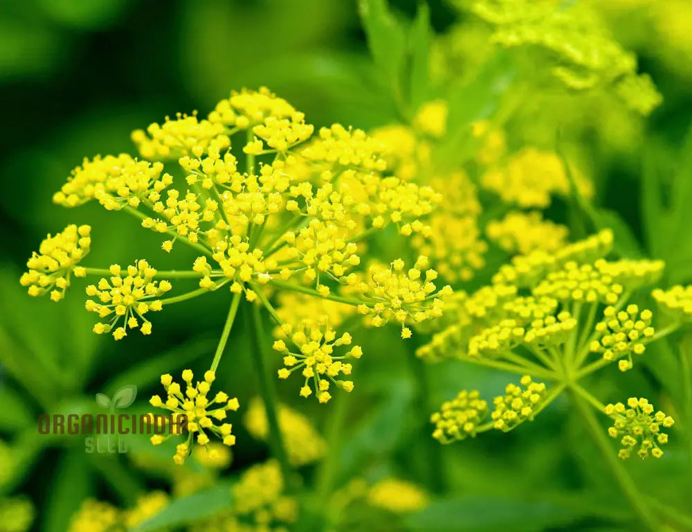 Bouquet Dill Seeds For Planting & Gardening Enthusiasts - Grow Lush And Aromatic Herbs In Your