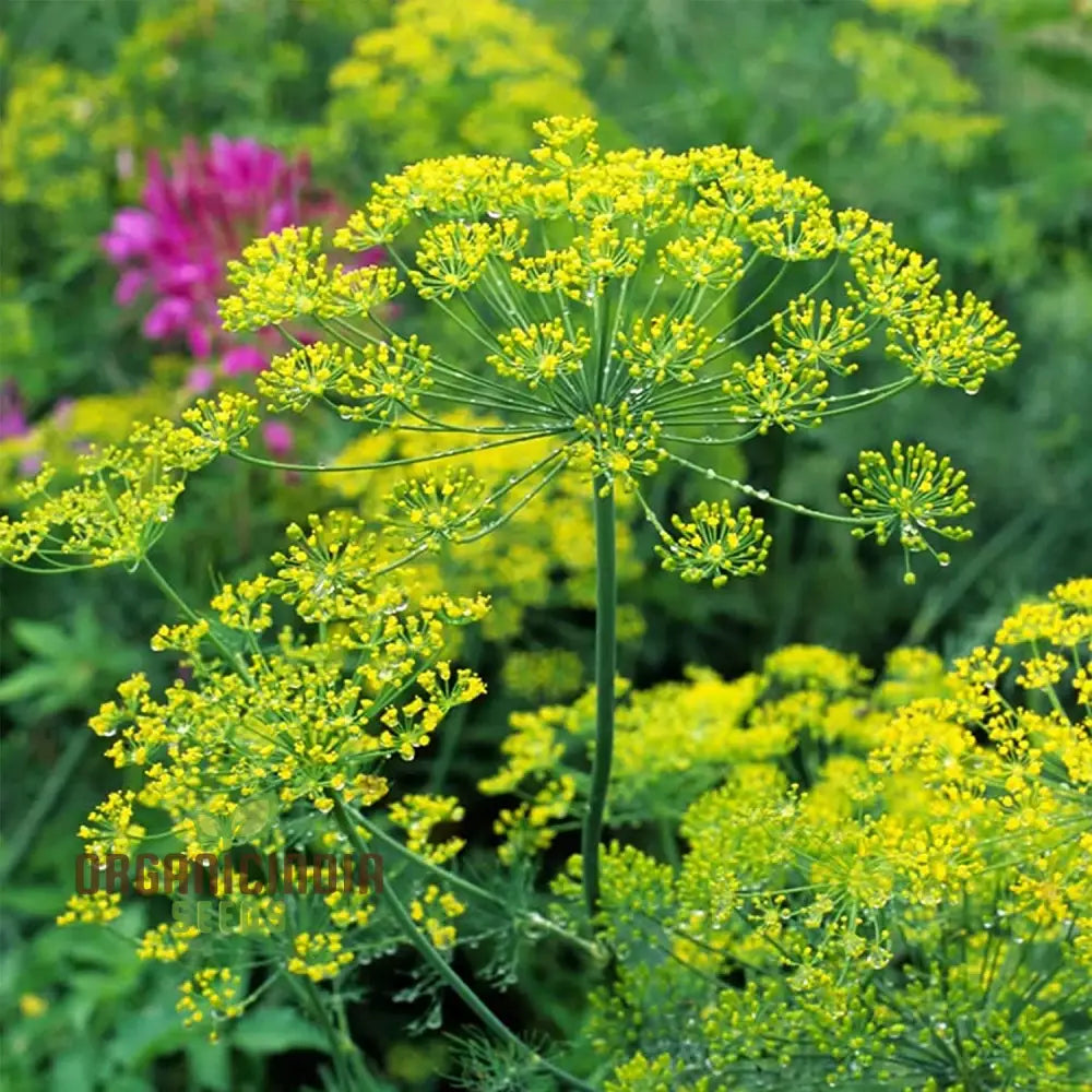 Bouquet Dill Seeds For Planting & Gardening Enthusiasts - Grow Lush And Aromatic Herbs In Your