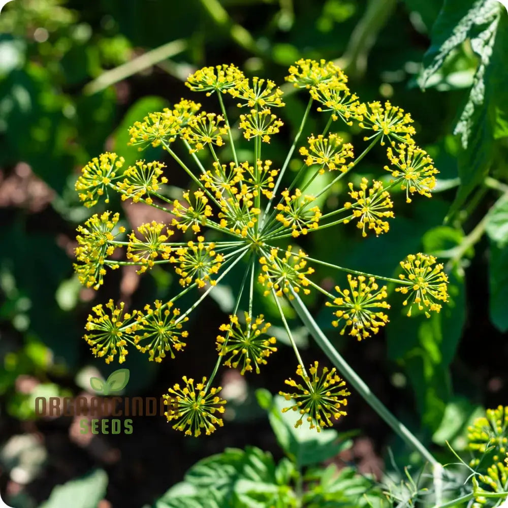 Bouquet Dill Seeds For Planting & Gardening Enthusiasts - Grow Lush And Aromatic Herbs In Your