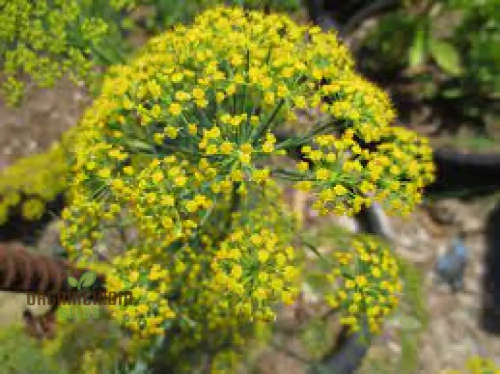 Bouquet Dill Seeds For Planting & Gardening Enthusiasts - Grow Lush And Aromatic Herbs In Your