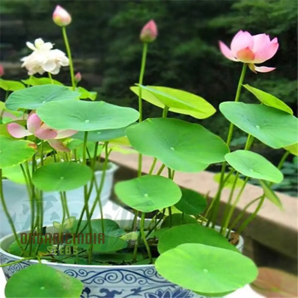 Bowl Lotus Seeds Water Lily Flower For Planting Cultivating Elegant Features And Beautiful Blooms