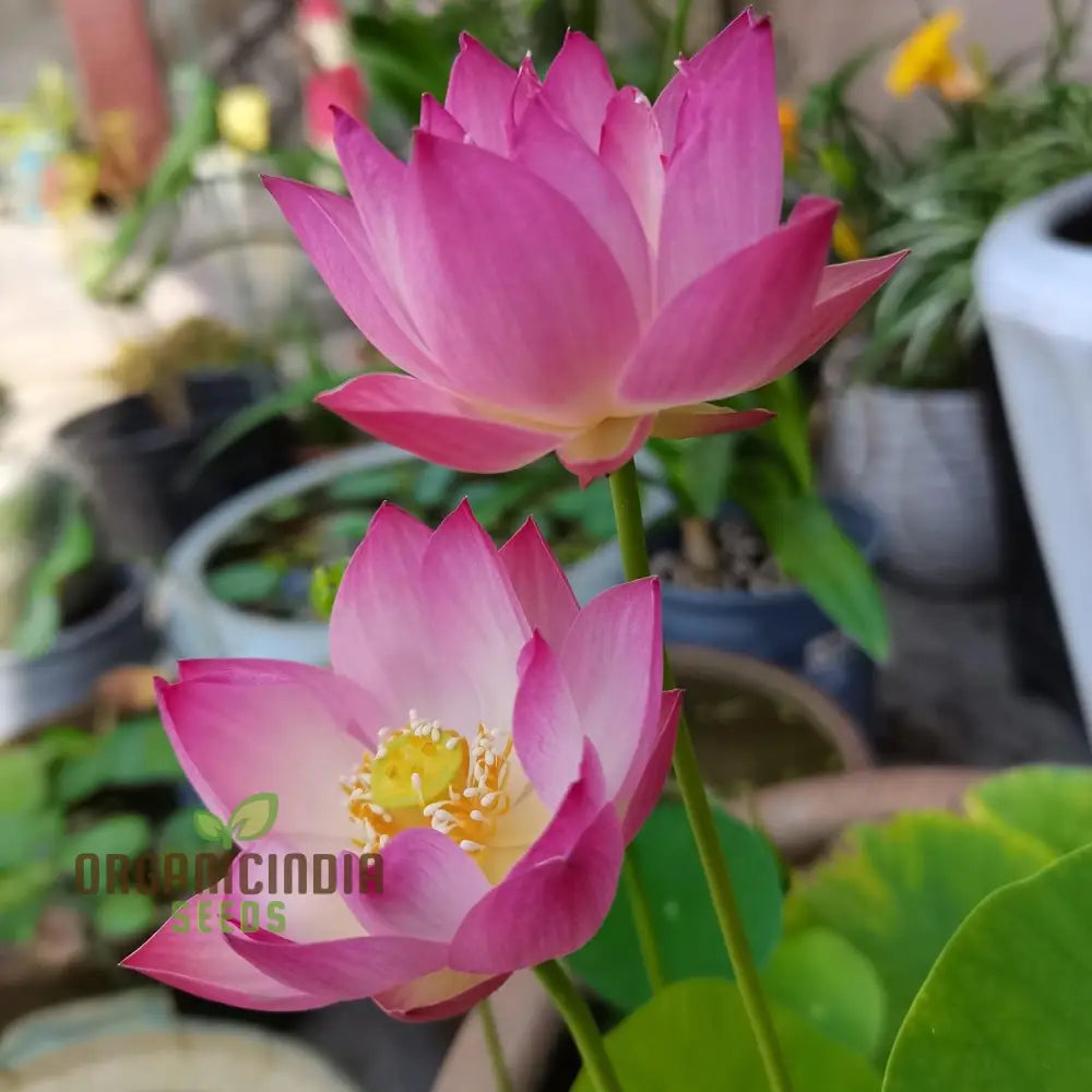 Bowl Lotus Seeds Water Lily Flower For Planting Cultivating Elegant Features And Beautiful Blooms