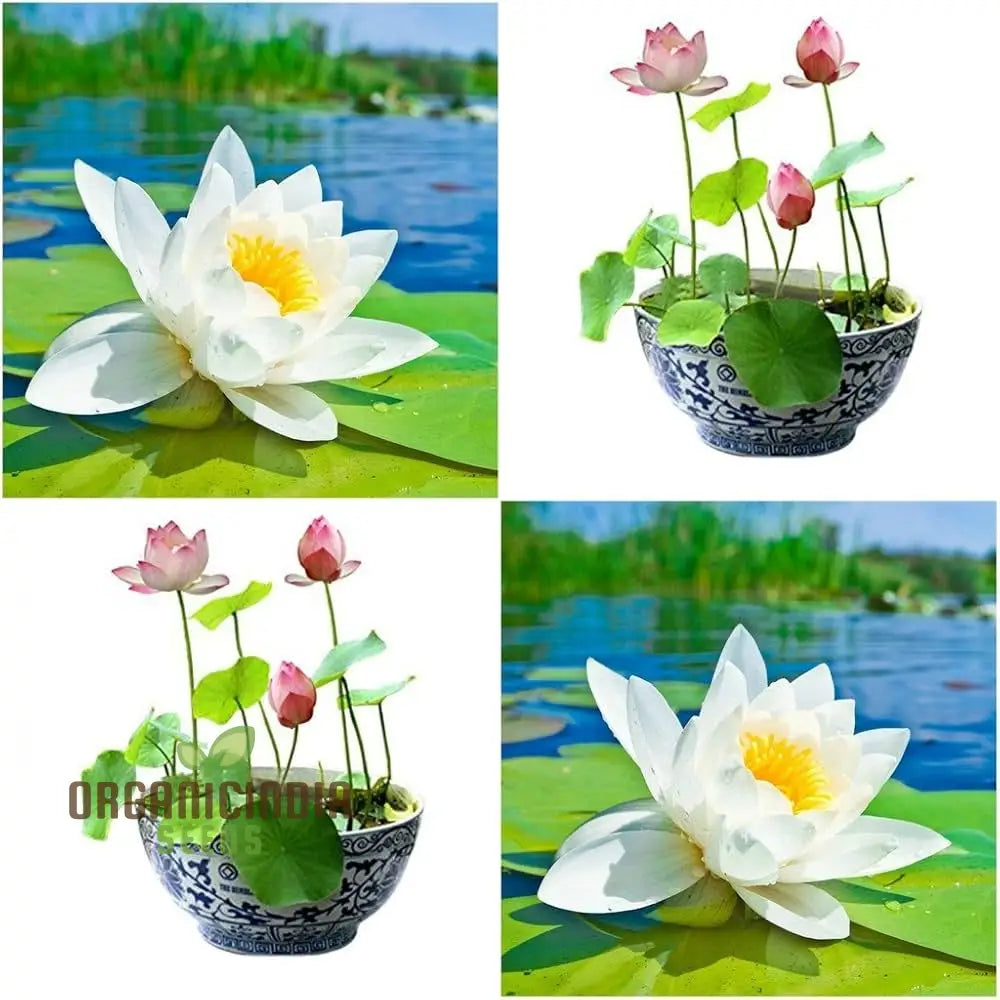 Bowl Lotus Seeds Water Lily Flower For Planting Cultivating Elegant Features And Beautiful Blooms