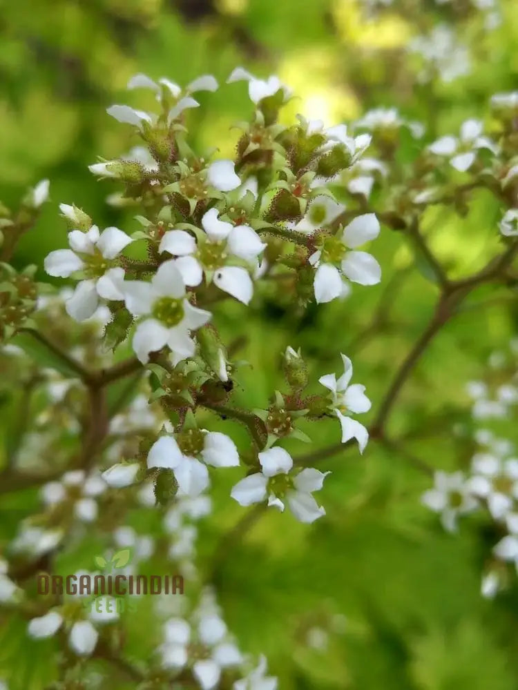 Boykinia Aconitifolia Seeds For Planting Grow Exquisite Flowers In Your Garden