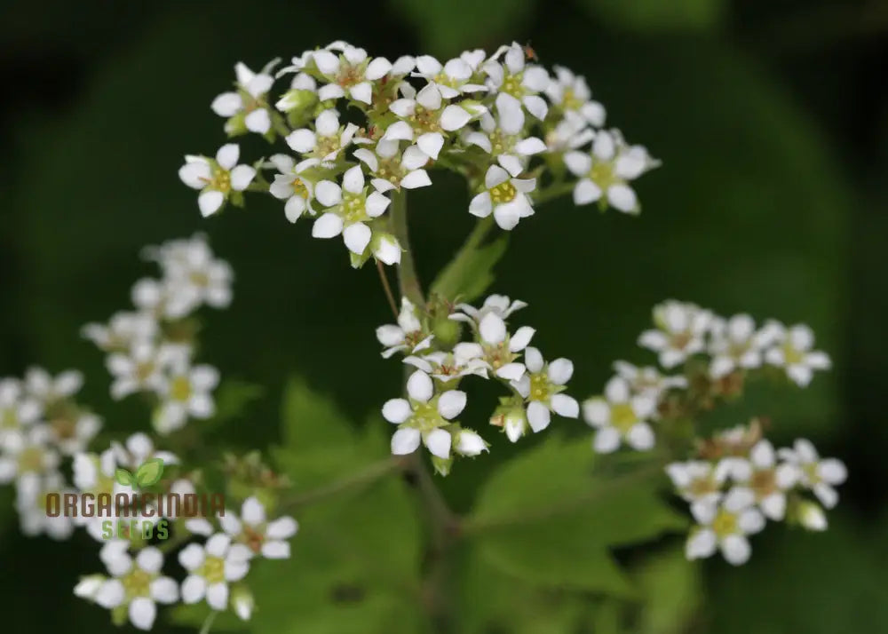 Boykinia Aconitifolia Seeds For Planting Grow Exquisite Flowers In Your Garden