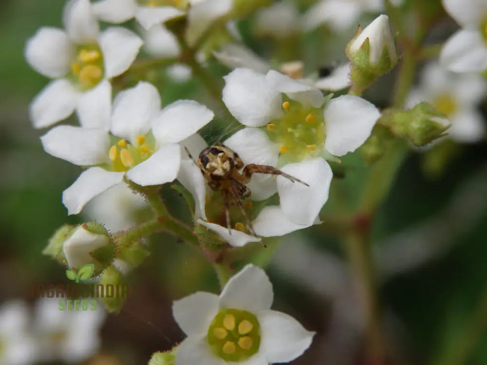 Boykinia Aconitifolia Seeds For Planting Grow Exquisite Flowers In Your Garden