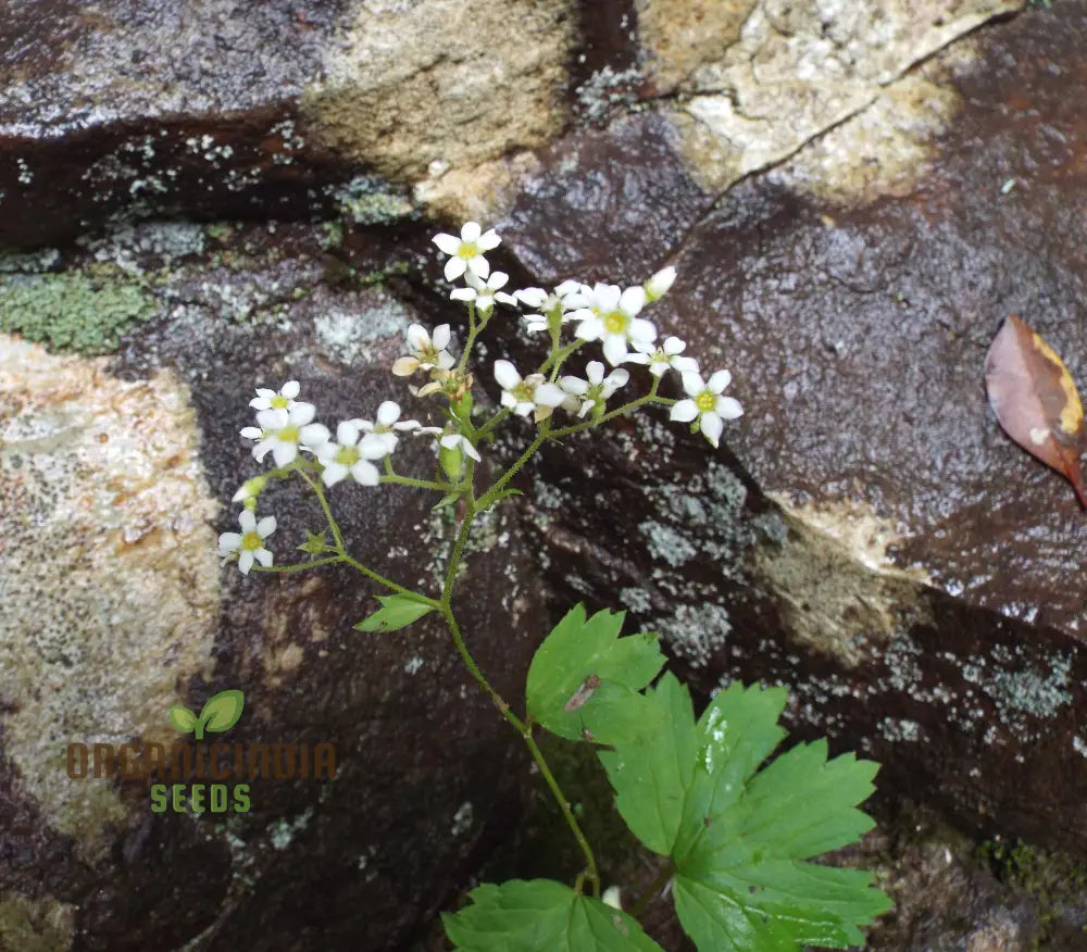 Boykinia Aconitifolia Seeds For Planting Grow Exquisite Flowers In Your Garden