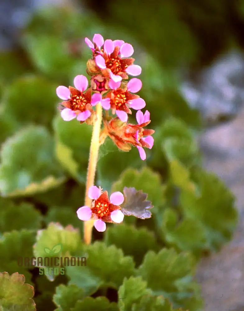 Boykinia Jamesii Seeds For Planting Cultivate Stunning Flowers At Home