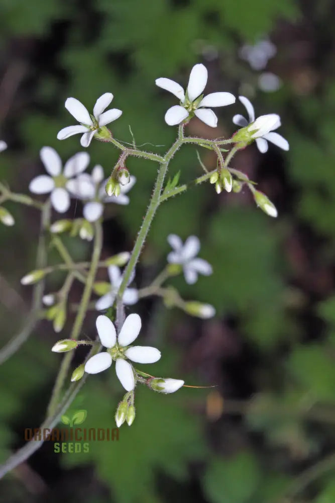 Boykinia Occidentalis Seeds For Planting Grow Beautiful Flowers In Your Garden