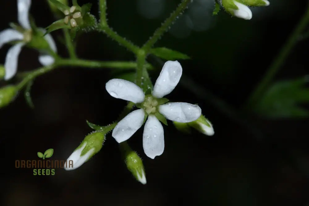 Boykinia Occidentalis Seeds For Planting Grow Beautiful Flowers In Your Garden