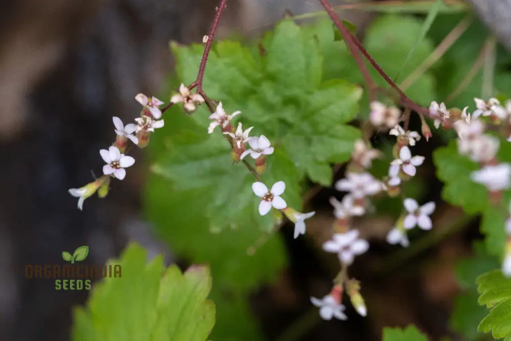 Boykinia Occidentalis Seeds For Planting Grow Beautiful Flowers In Your Garden