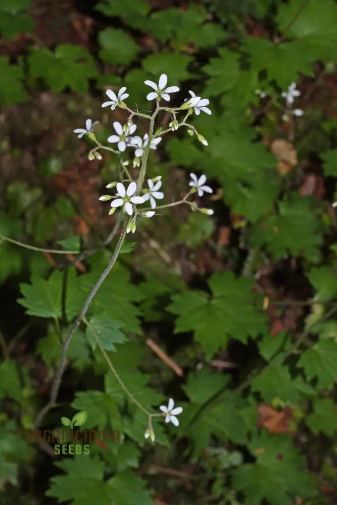 Boykinia Occidentalis Seeds For Planting Grow Beautiful Flowers In Your Garden