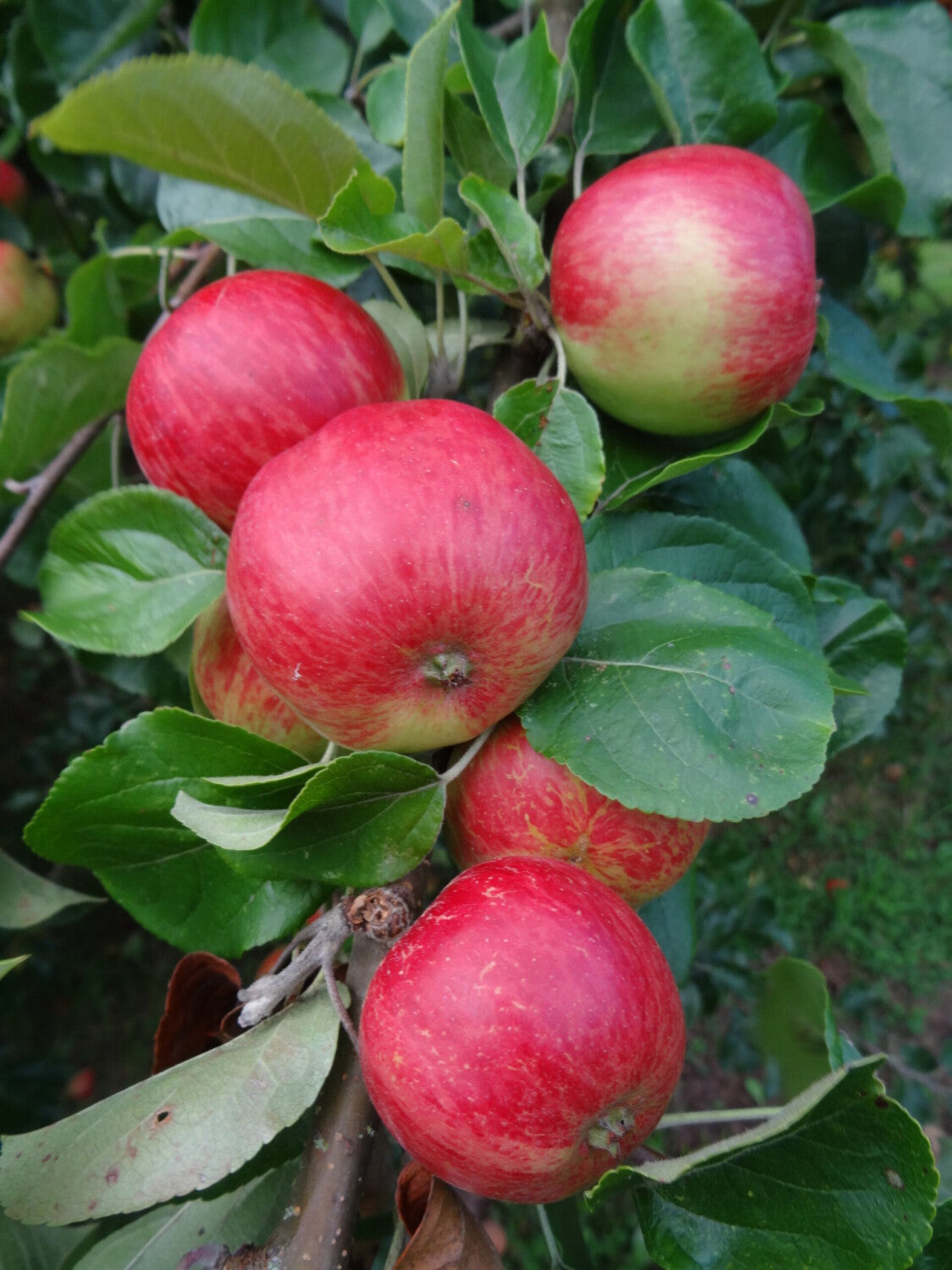 Foxwhelp Apple Seeds for Planting – Traditional Tart & Bold Cider Apples